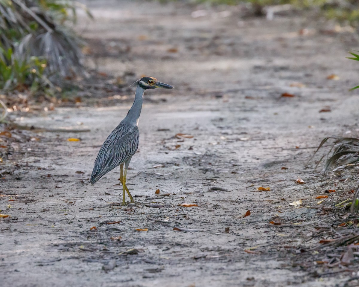 Yellow-crowned Night Heron - ML611588367