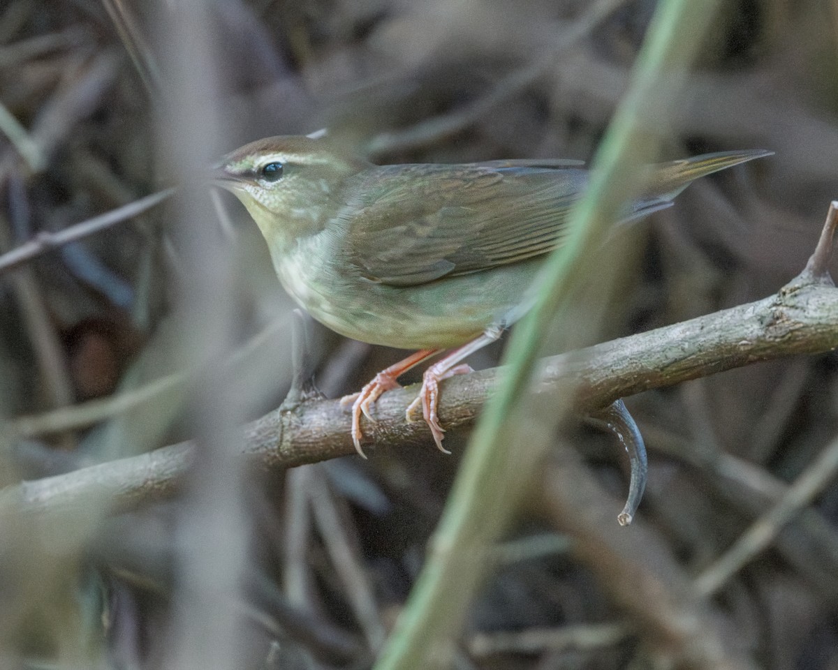 Swainson's Warbler - ML611588380