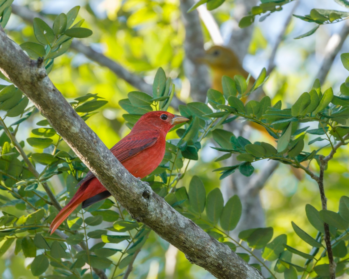 Summer Tanager - ML611588383