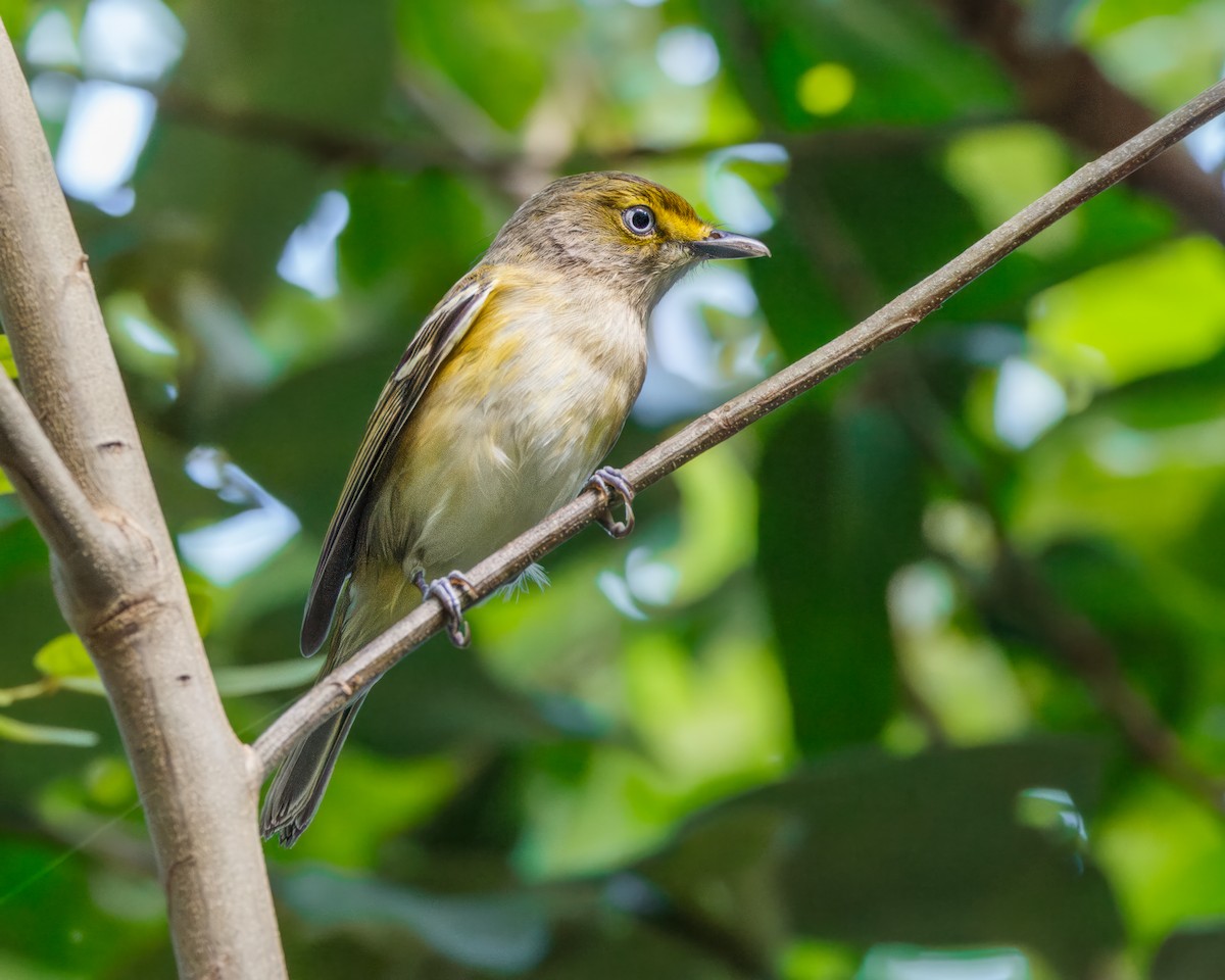 White-eyed Vireo - ML611588390