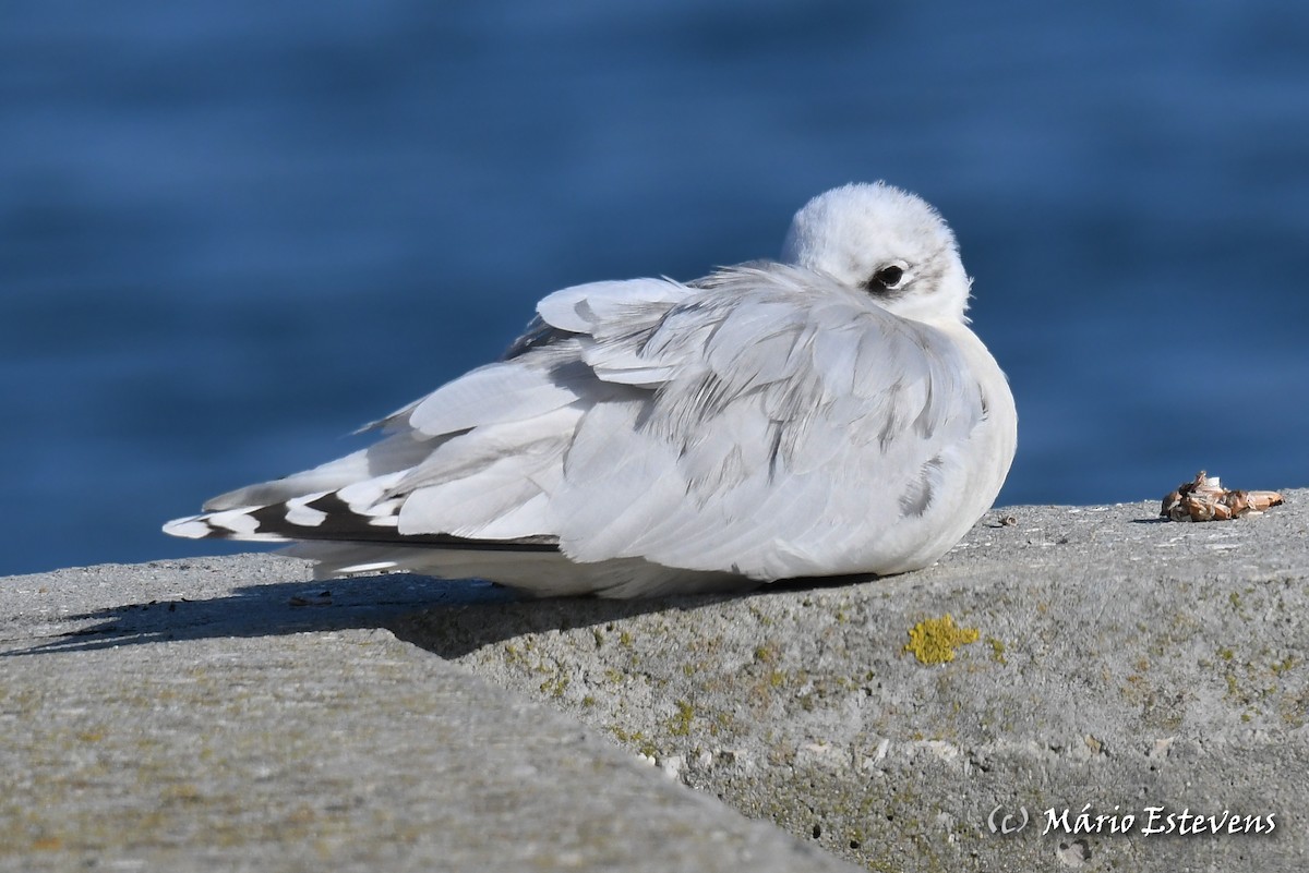 Mediterranean Gull - ML611588445