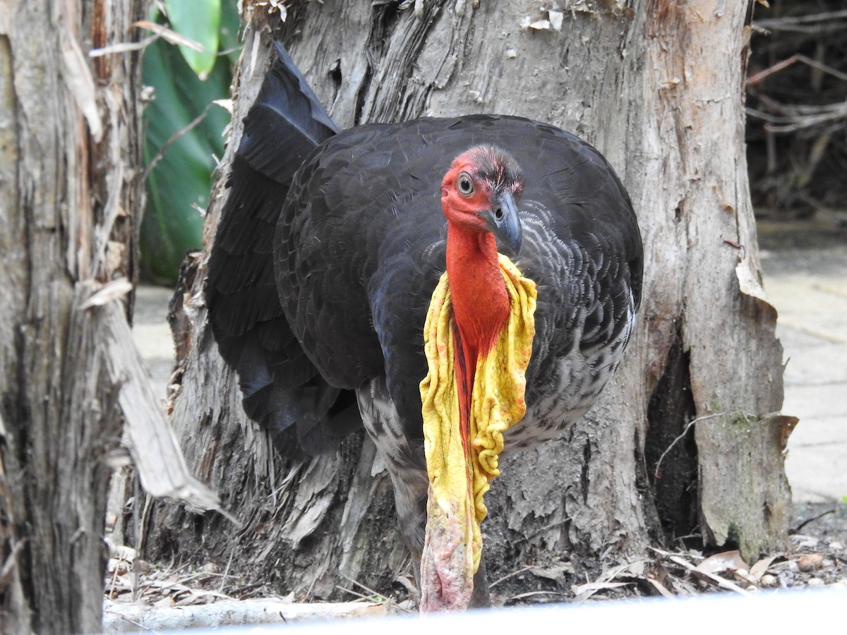 Australian Brushturkey - ML611588449