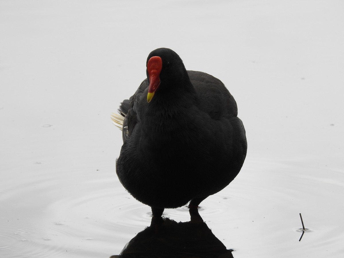 Dusky Moorhen - Cindy Millford