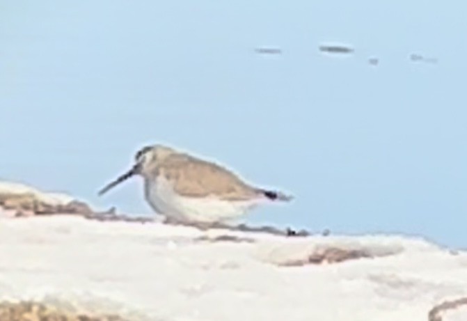 Dunlin - ML611588474