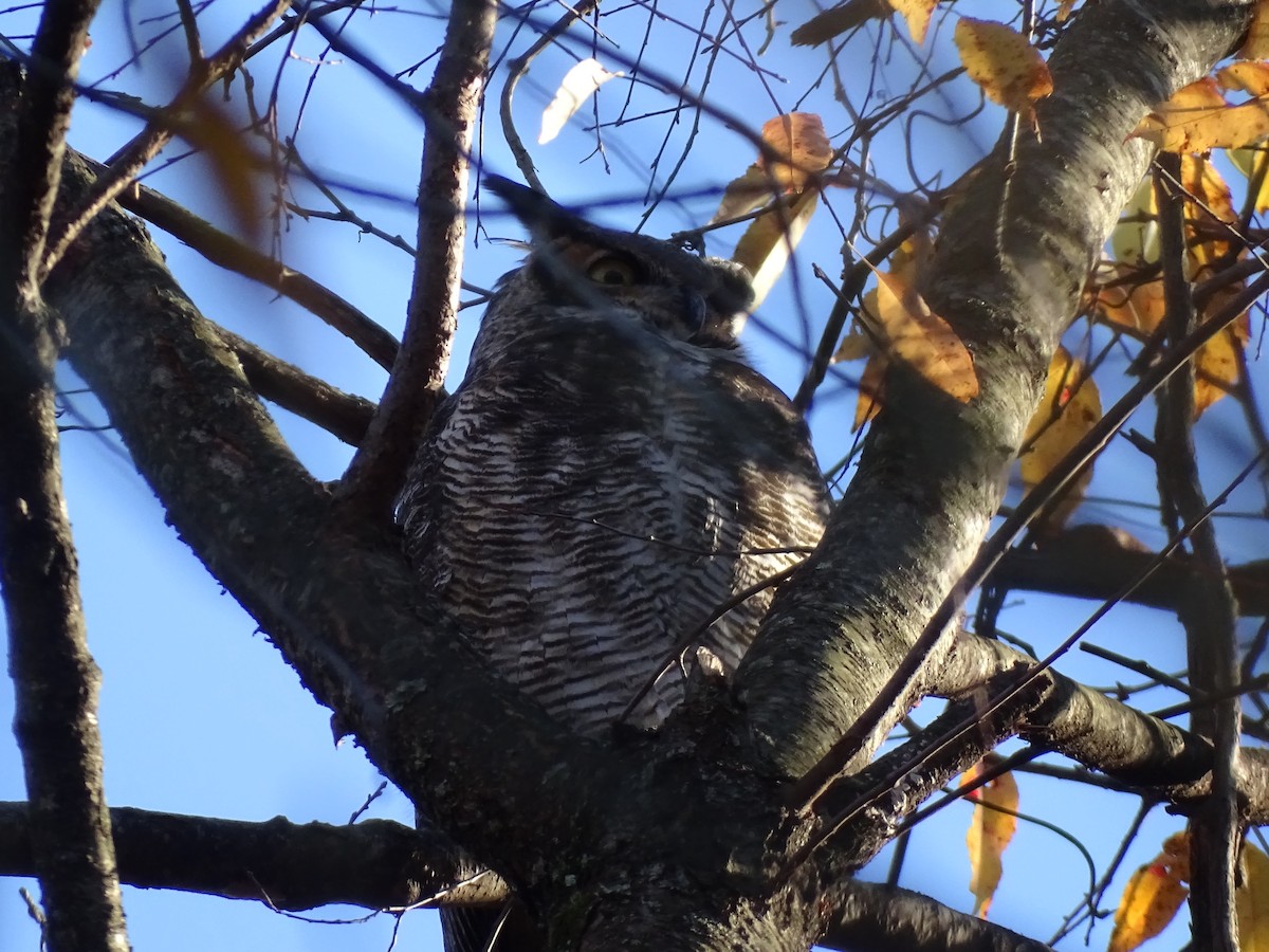 Great Horned Owl - ML611588558