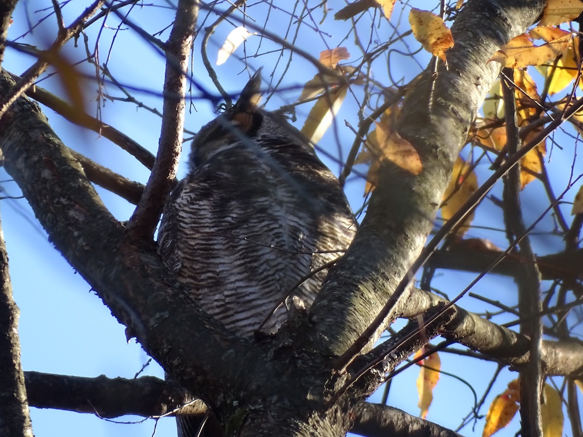 Great Horned Owl - ML611588563