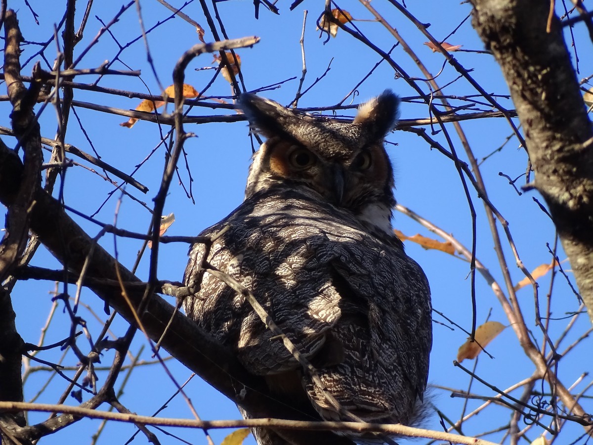 Great Horned Owl - ML611588564