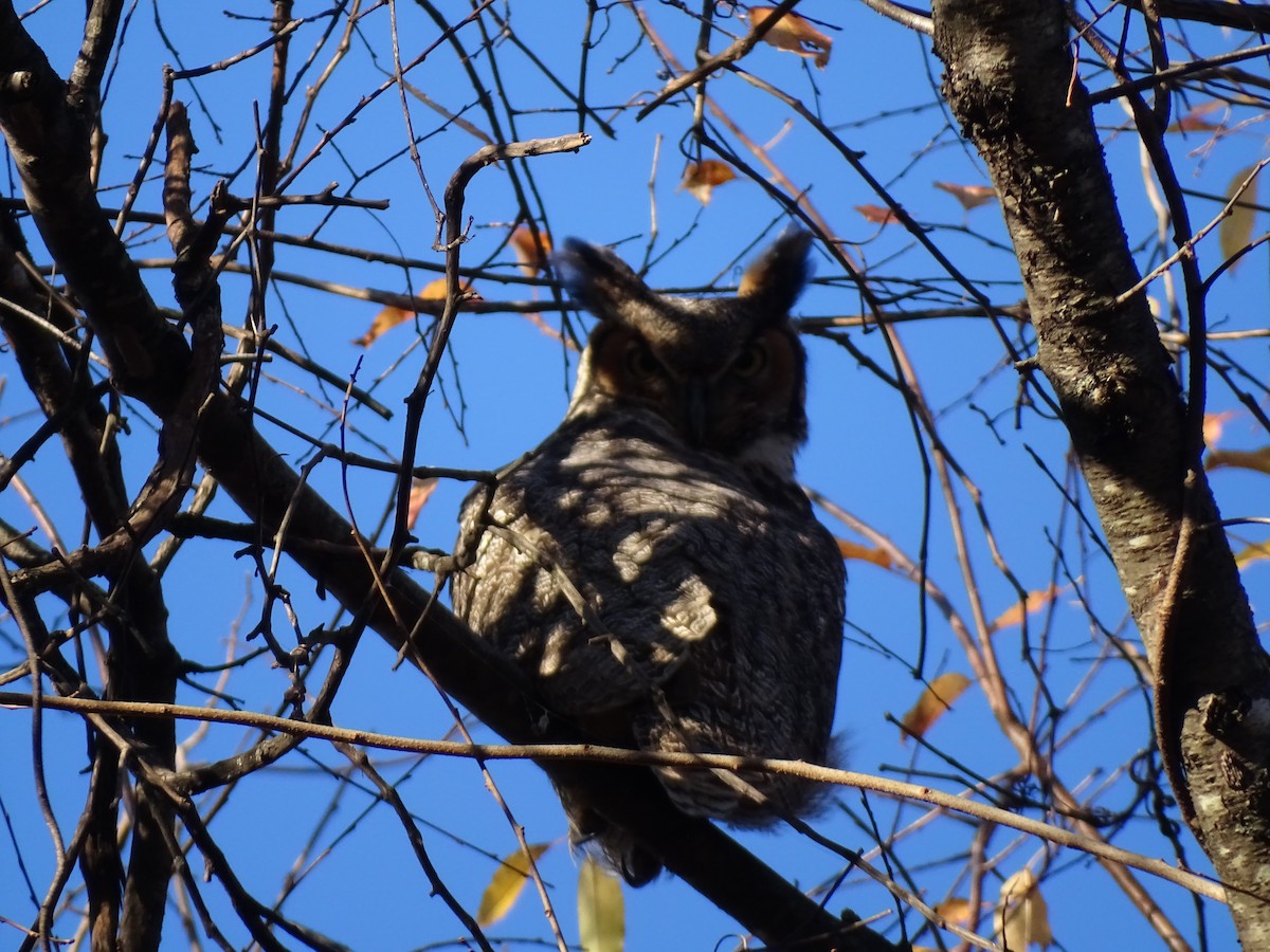Great Horned Owl - ML611588565