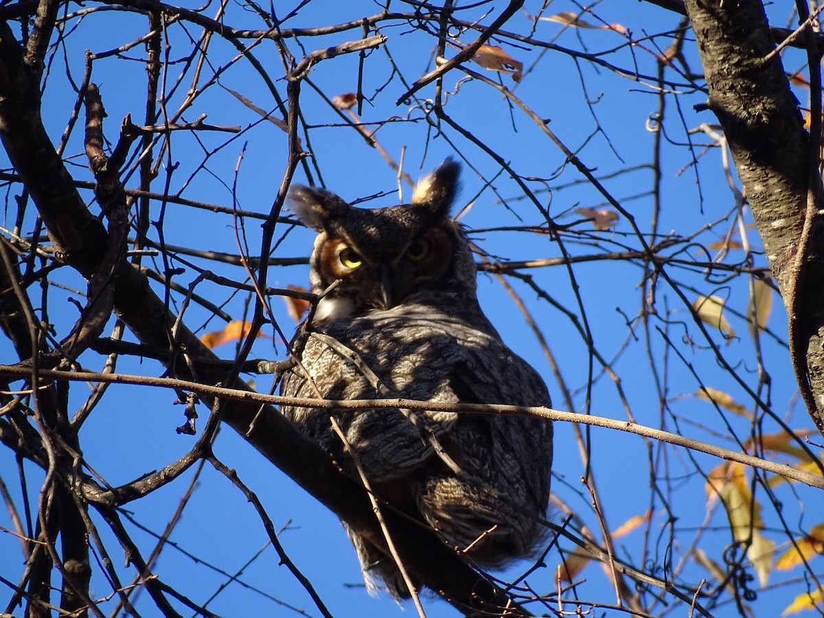Great Horned Owl - ML611588567
