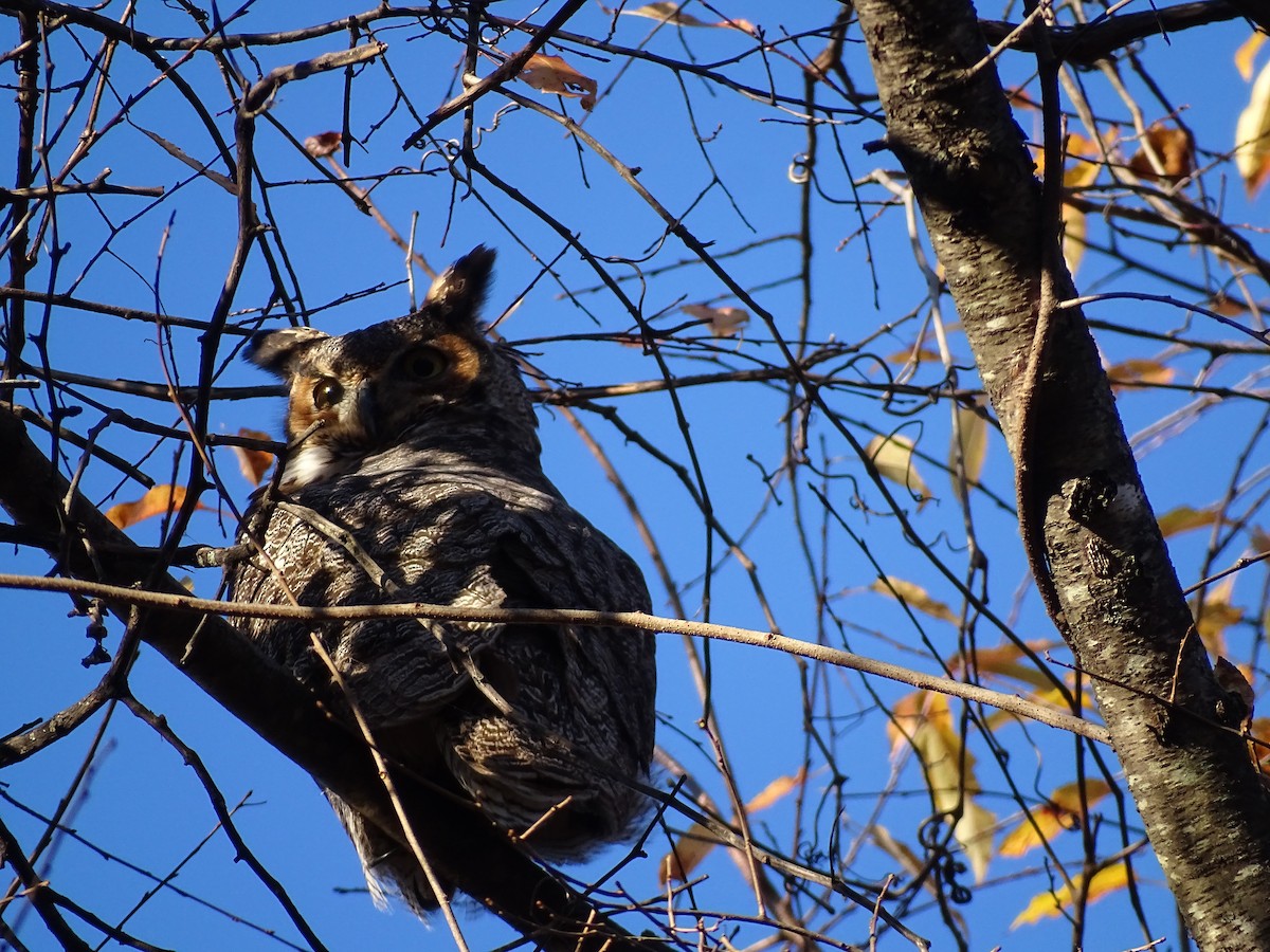 Great Horned Owl - ML611588569
