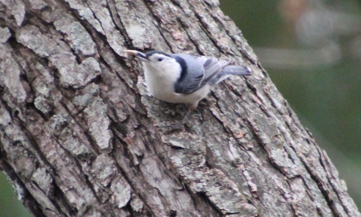 White-breasted Nuthatch - ML611588605