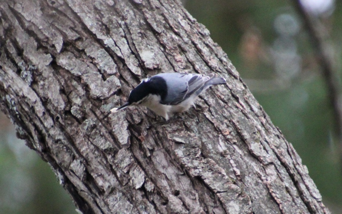 White-breasted Nuthatch - ML611588607