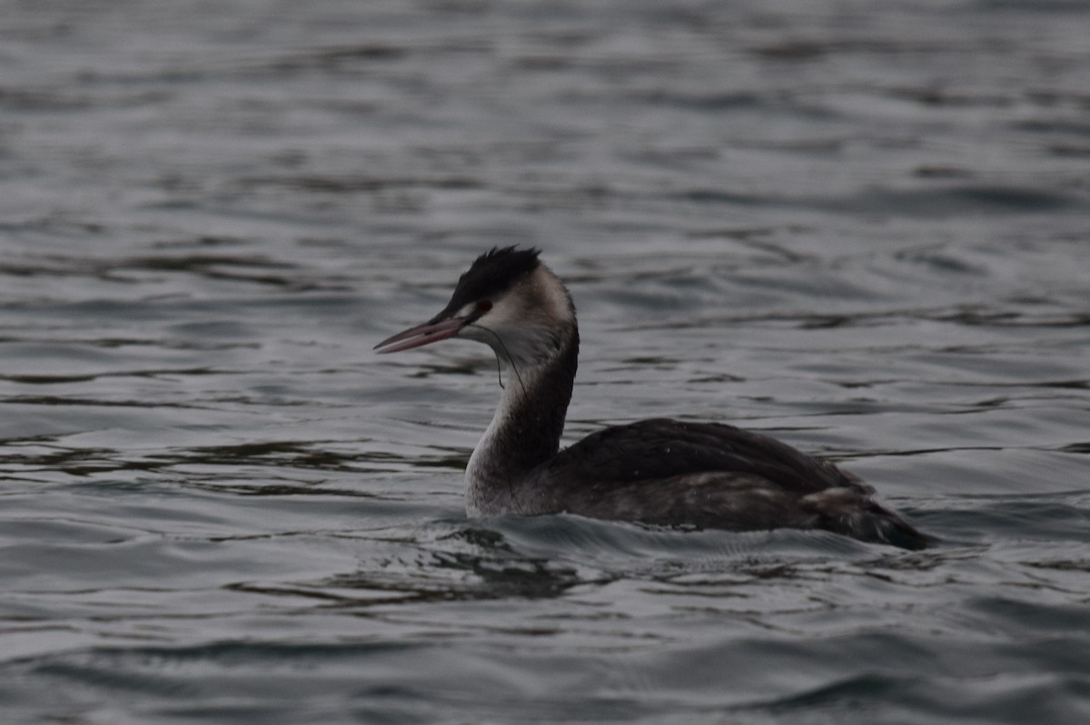 Great Crested Grebe - ML611588736