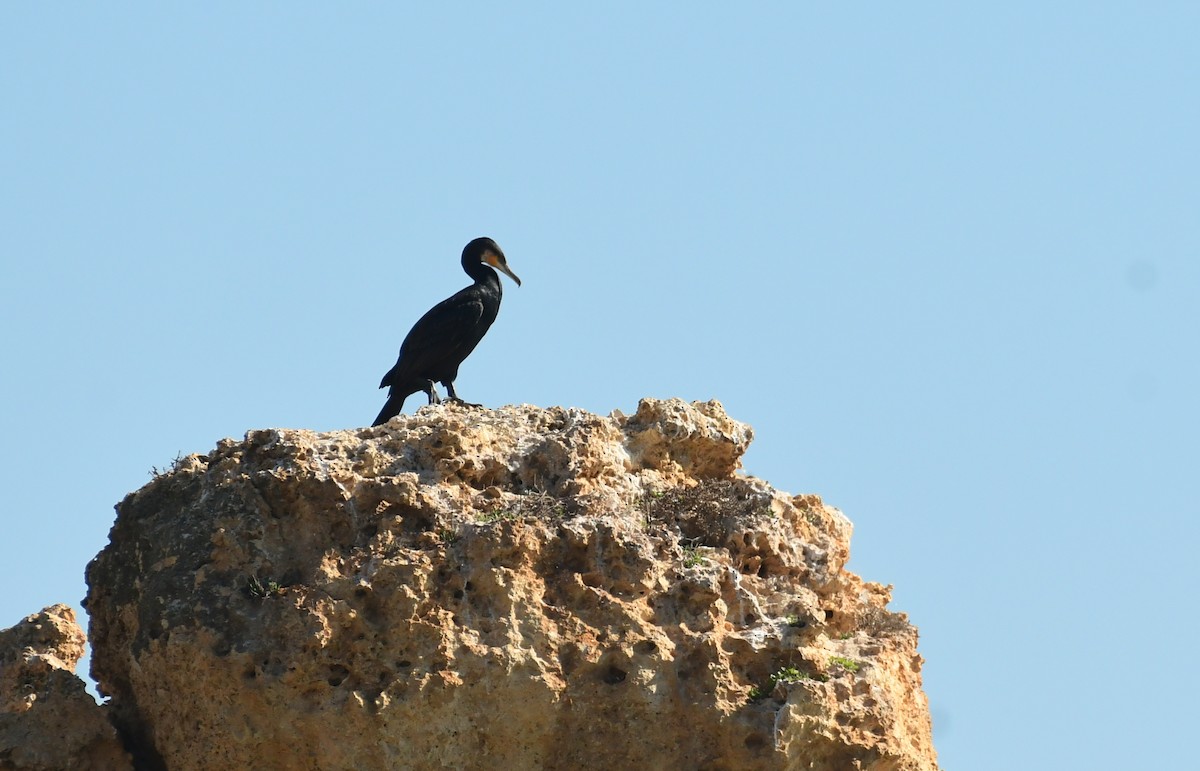 Тураг гогой - ML611588756