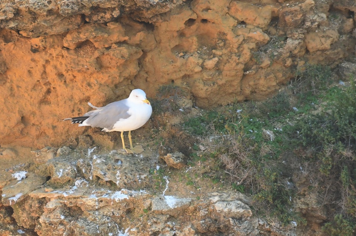 Gaviota Patiamarilla - ML611588791