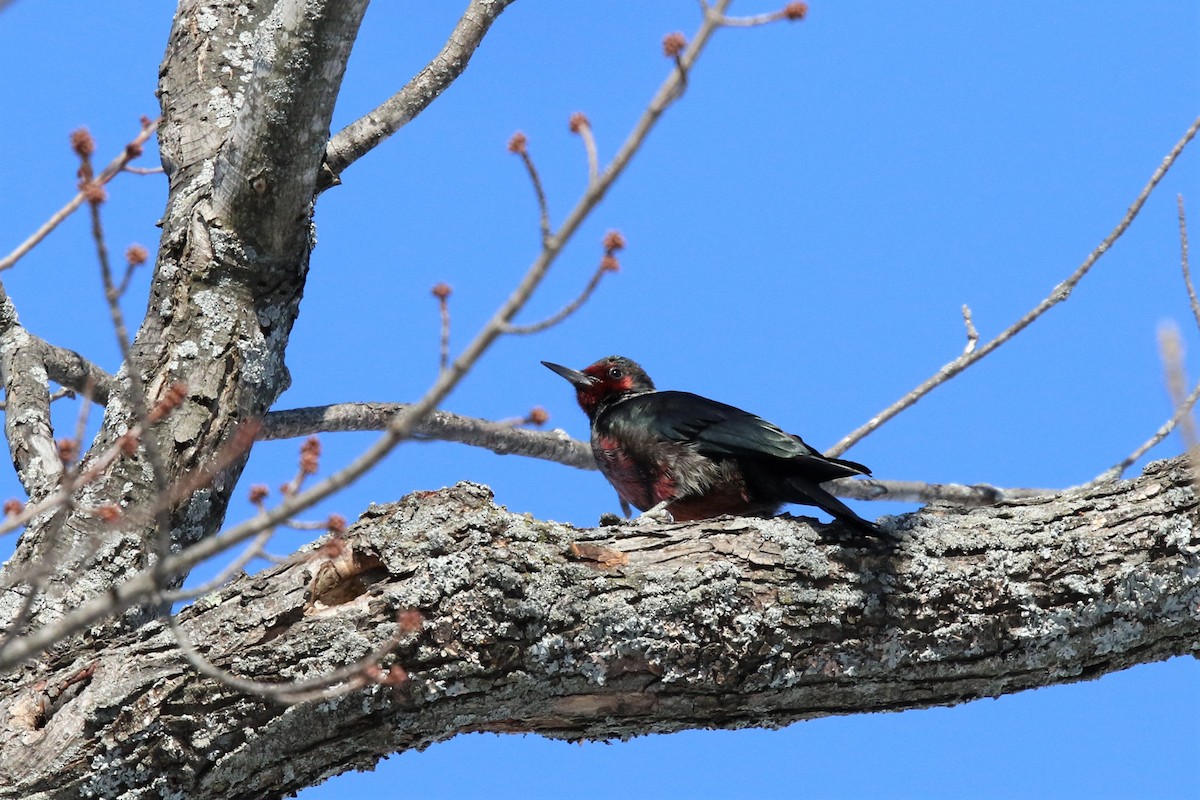 Lewis's Woodpecker - ML611588834