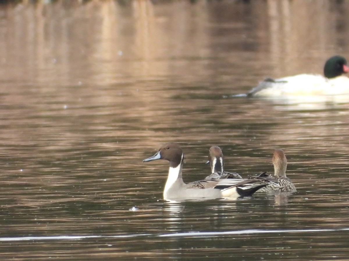 Northern Pintail - ML611588841