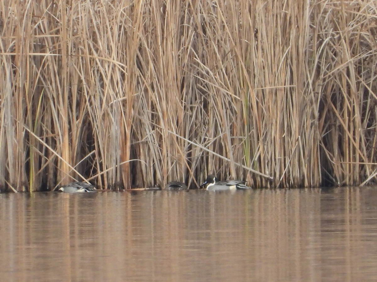 Northern Pintail - ML611588844