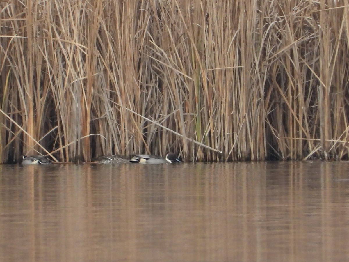 Northern Pintail - ML611588845