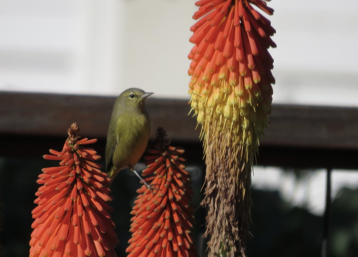 Orange-crowned Warbler - Rick Williams