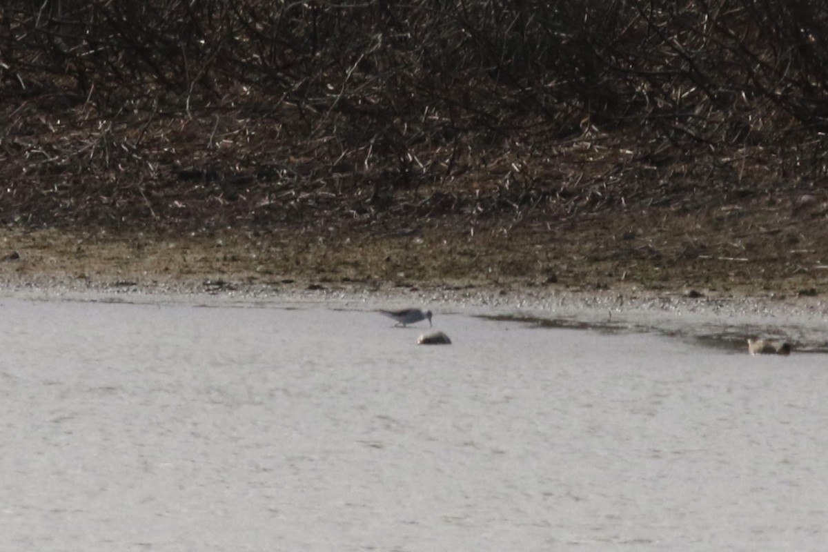 Marsh Sandpiper - ML611588897