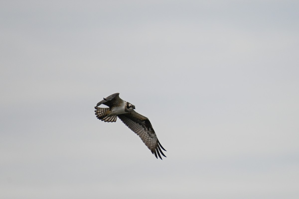 Osprey - ML611588919