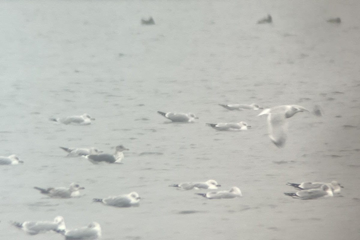 Lesser Black-backed Gull - ML611588933