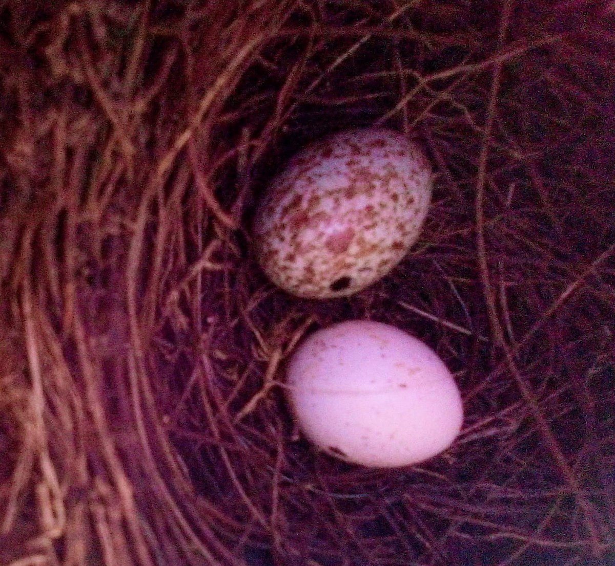 Creamy-bellied Thrush - ML611589088