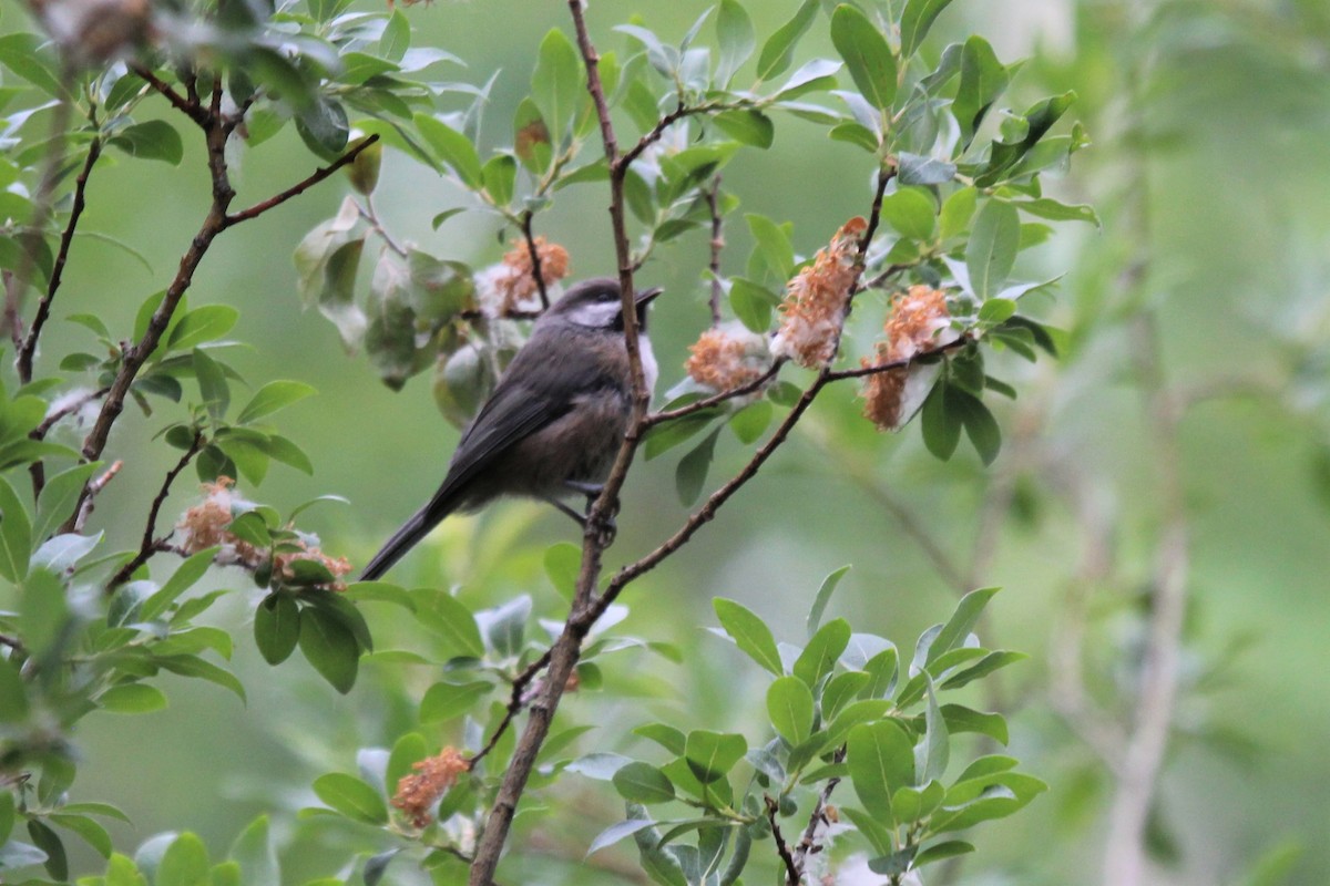 Boreal Chickadee - ML611589193