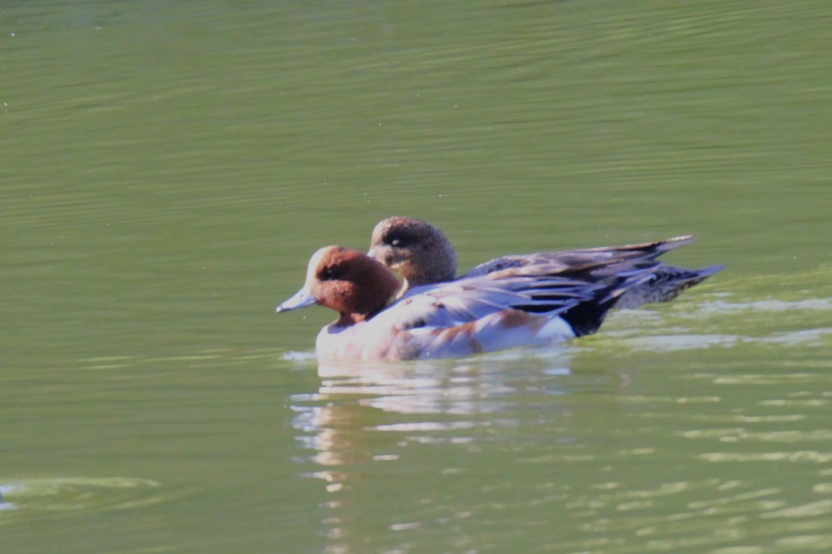 Eurasian Wigeon - ML611589237