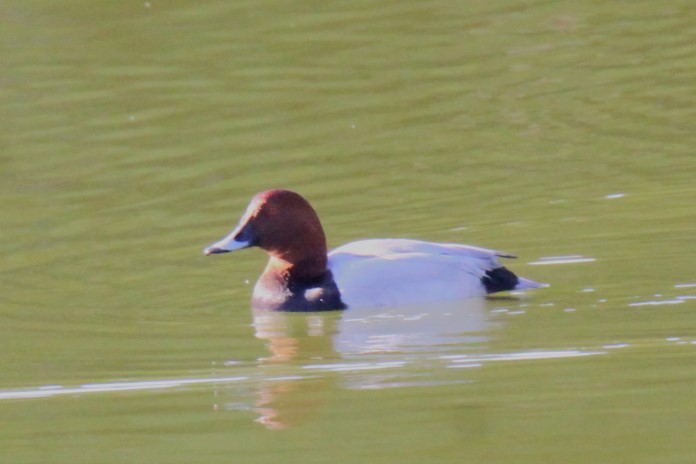 Common Pochard - ML611589253