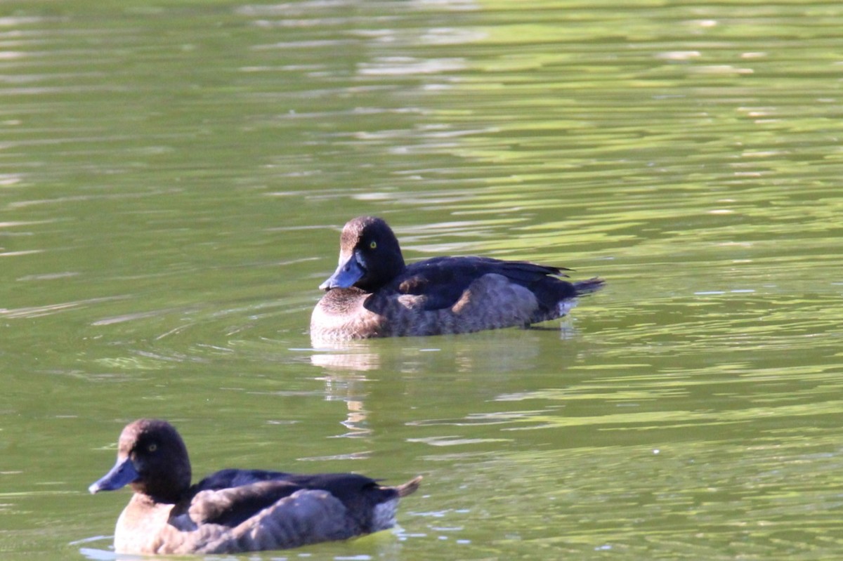 Tufted Duck - ML611589255