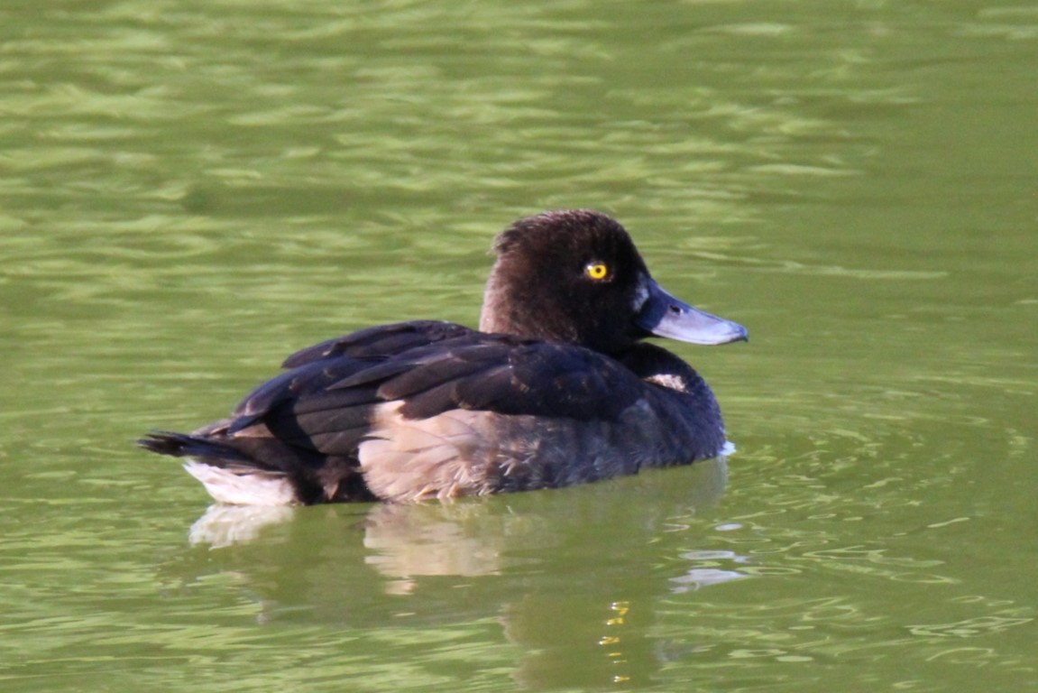 Tufted Duck - ML611589256