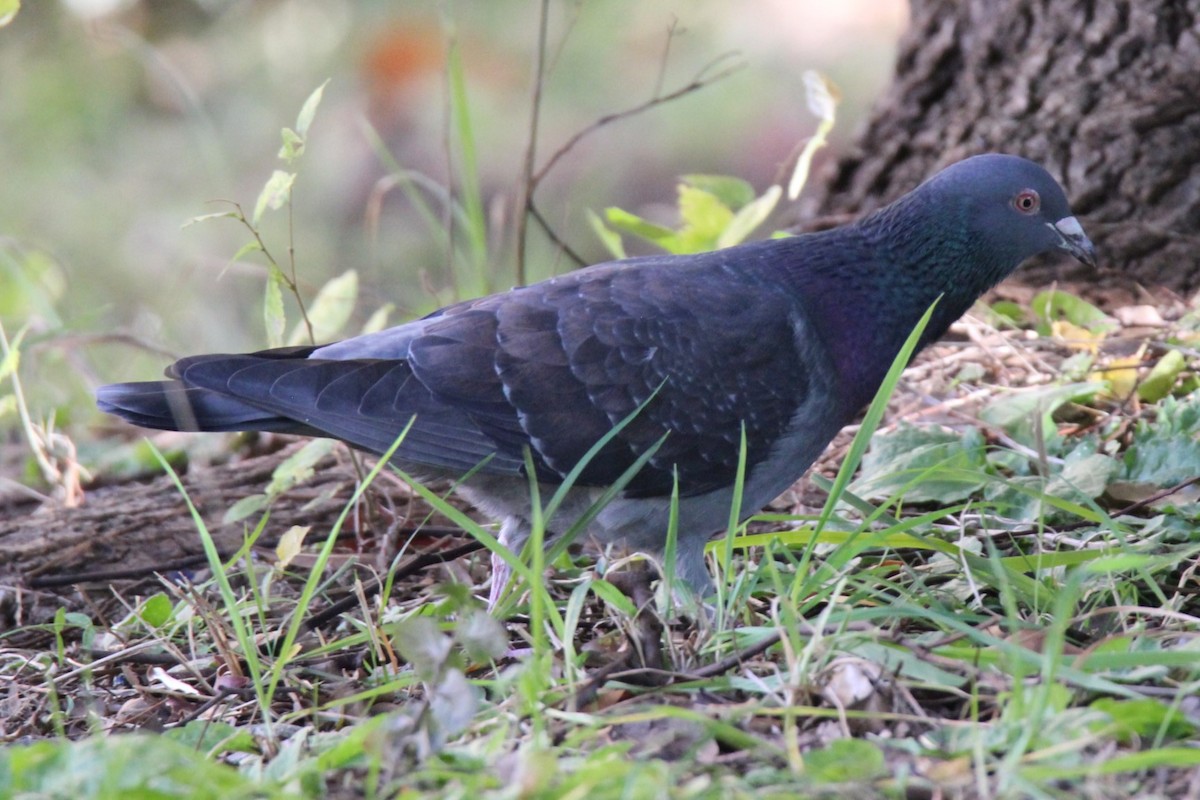 Rock Pigeon (Feral Pigeon) - ML611589262