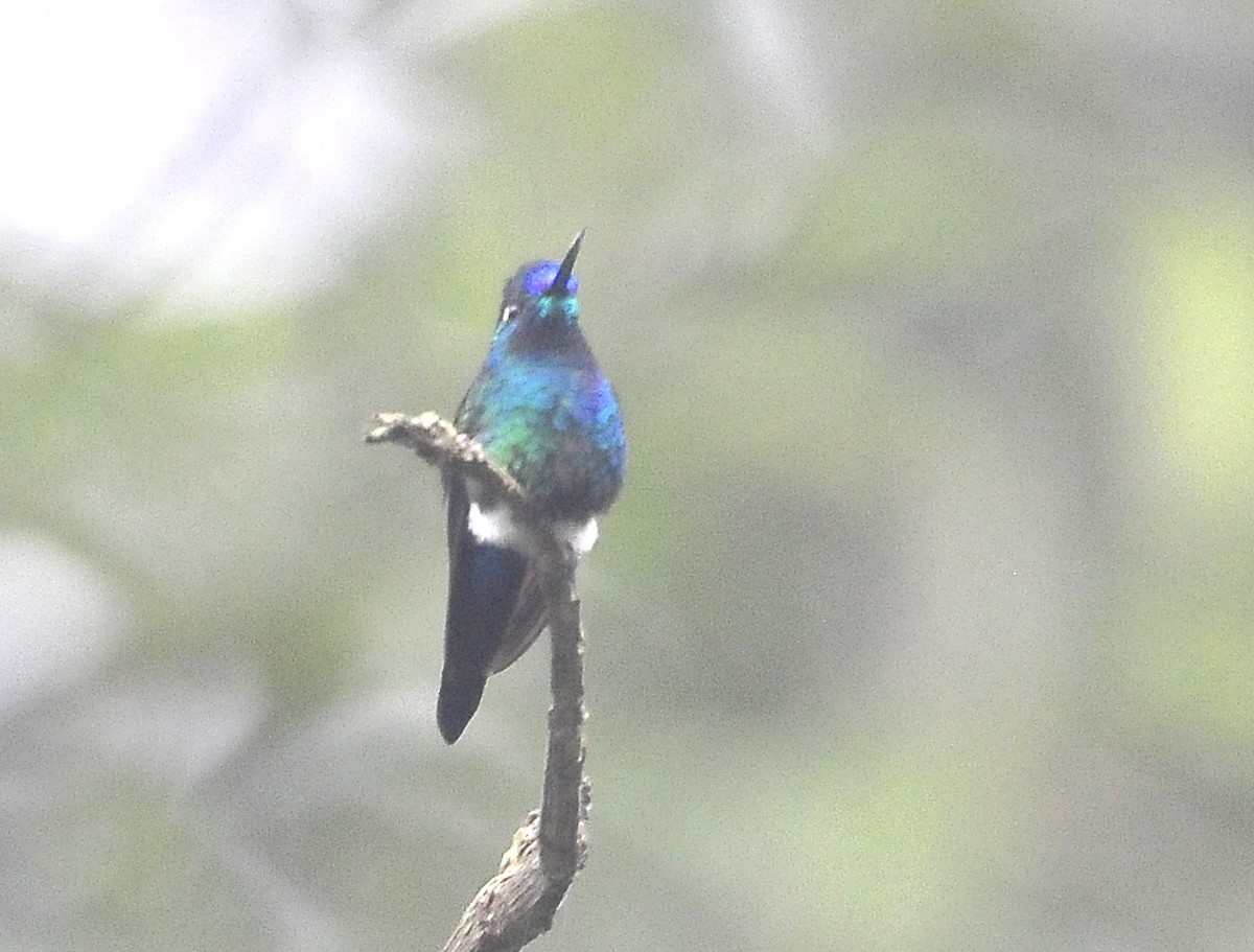 Blue-capped Puffleg - ML611589291