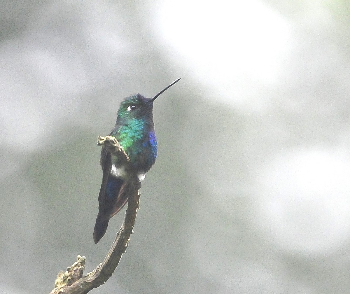 Blue-capped Puffleg - Kurt Hennige