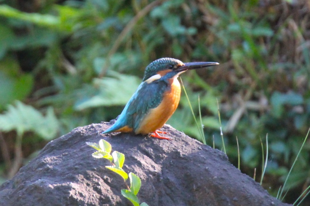 Common Kingfisher (Common) - ML611589319