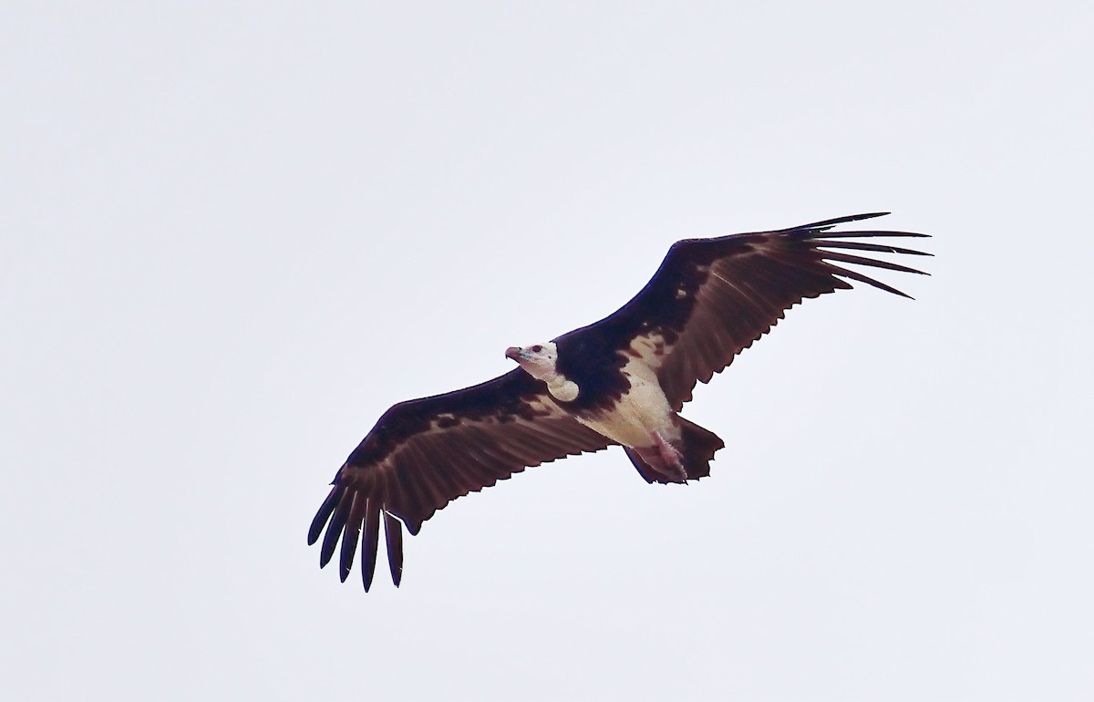 White-headed Vulture - ML611589409