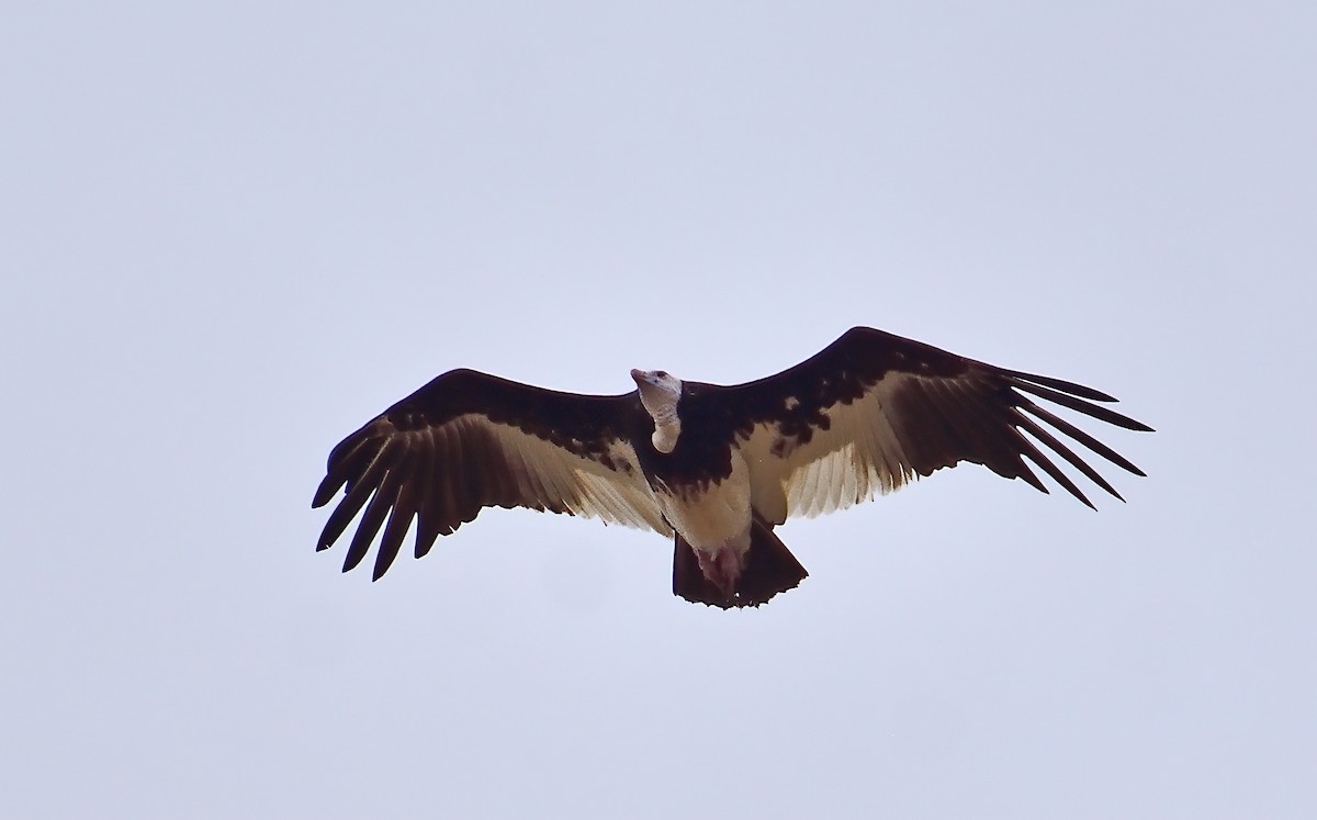 White-headed Vulture - ML611589412