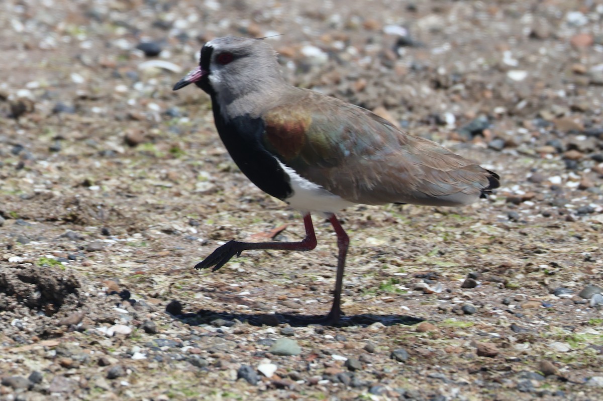 Southern Lapwing - ML611589414