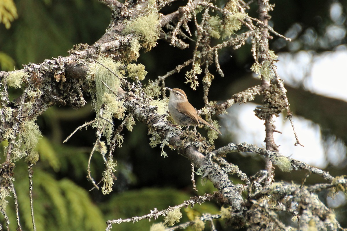 Bewick's Wren - ML611589441