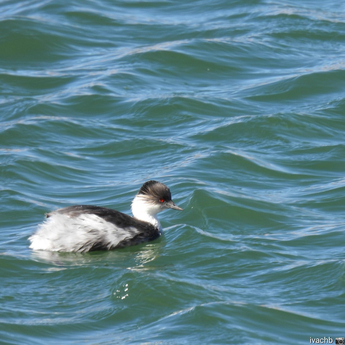 Silvery Grebe - Ivannia Chinchilla