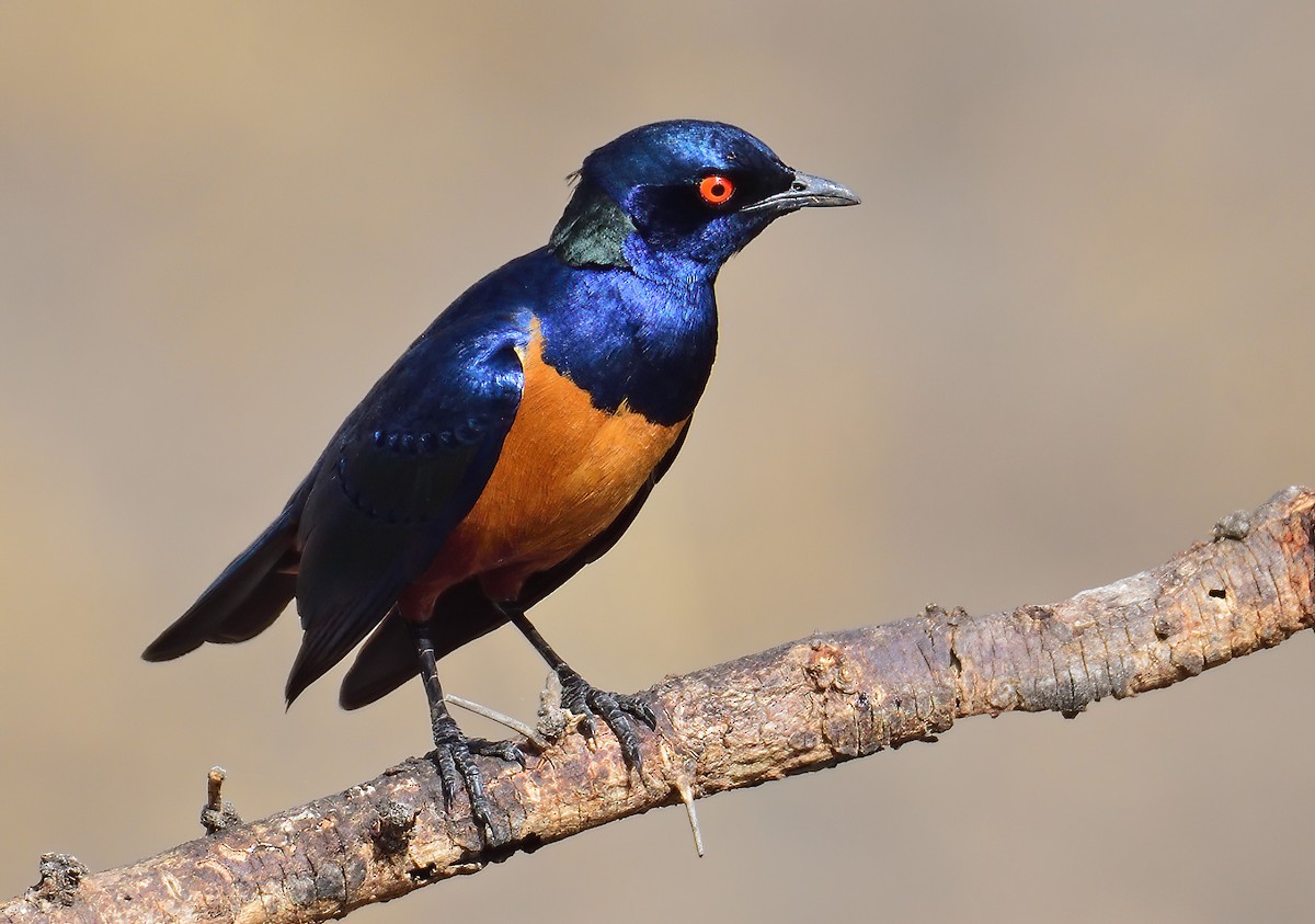 Hildebrandt's Starling - ML611589576