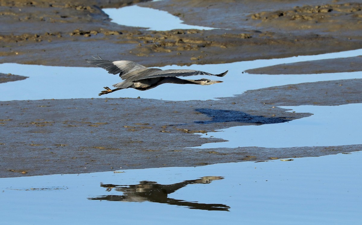 Great Blue Heron - Charles Dodd