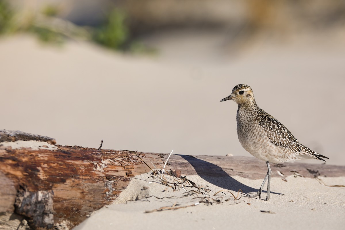 Pacific Golden-Plover - Scott Carpenter