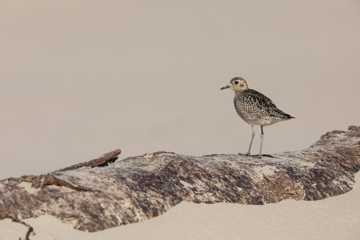 Pacific Golden-Plover - Scott Carpenter