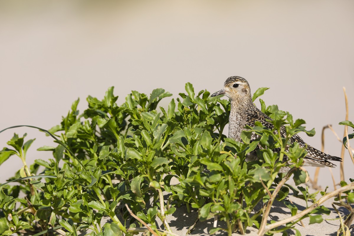 Pacific Golden-Plover - ML611589603