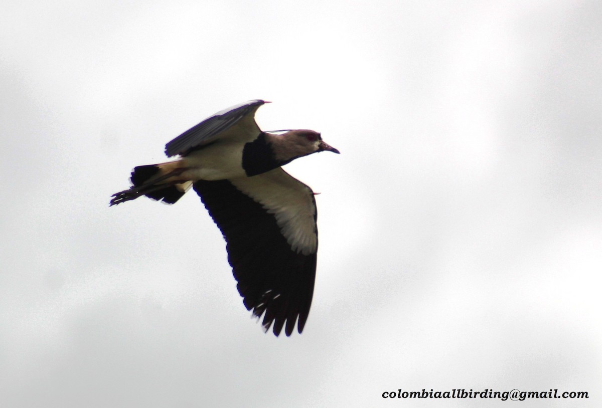 Southern Lapwing - Urias Edgardo  Gonzalez Carreño