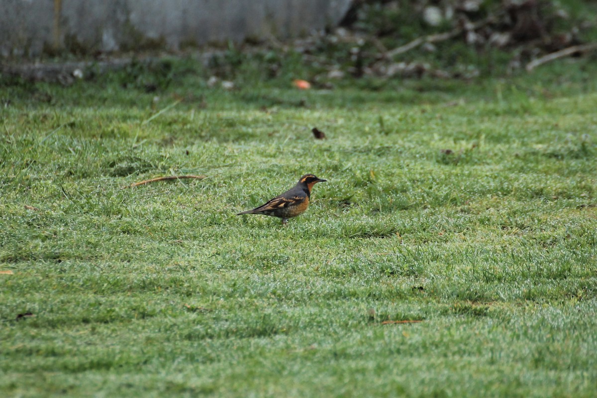 Varied Thrush - ML611589642