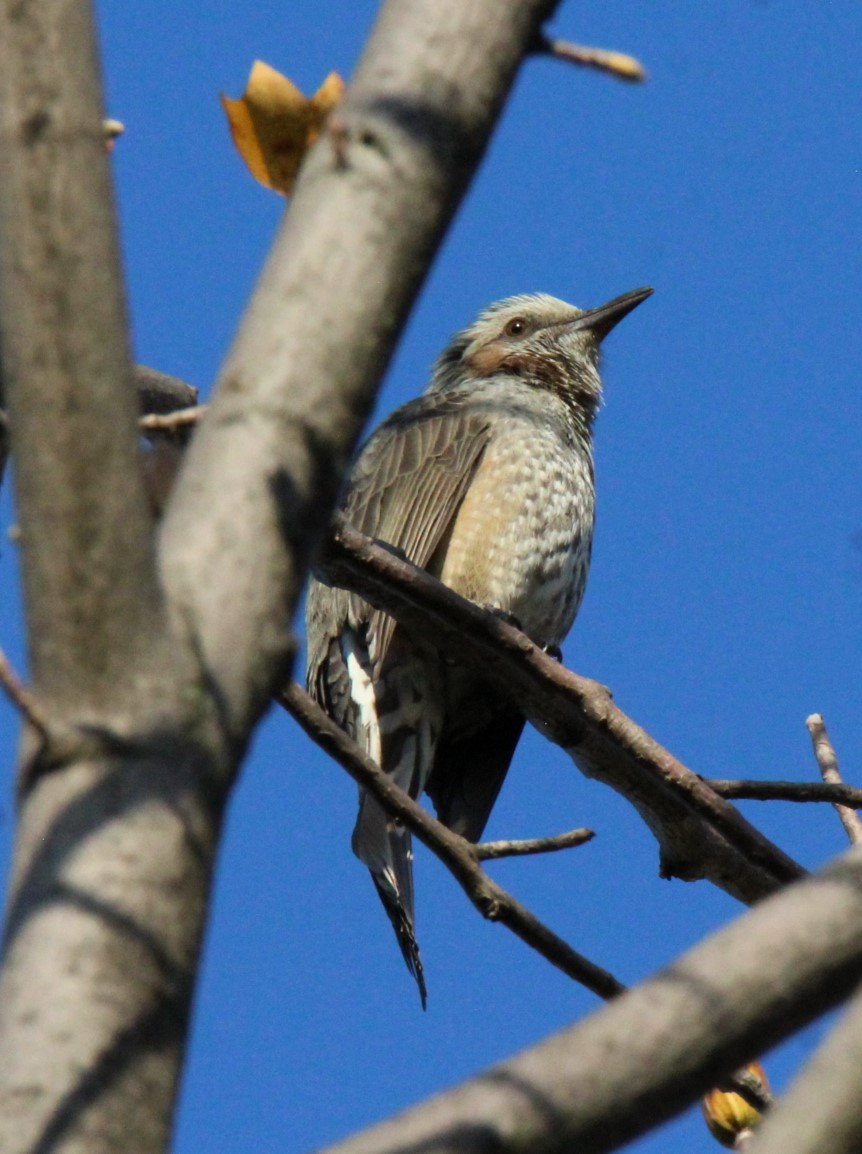 Brown-eared Bulbul - ML611589677